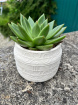 Fathers Day | Plants | Succulent in ceramic