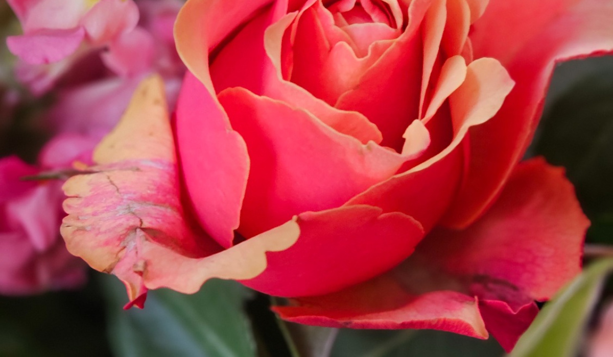 Ani's floral design | Hanham | Home