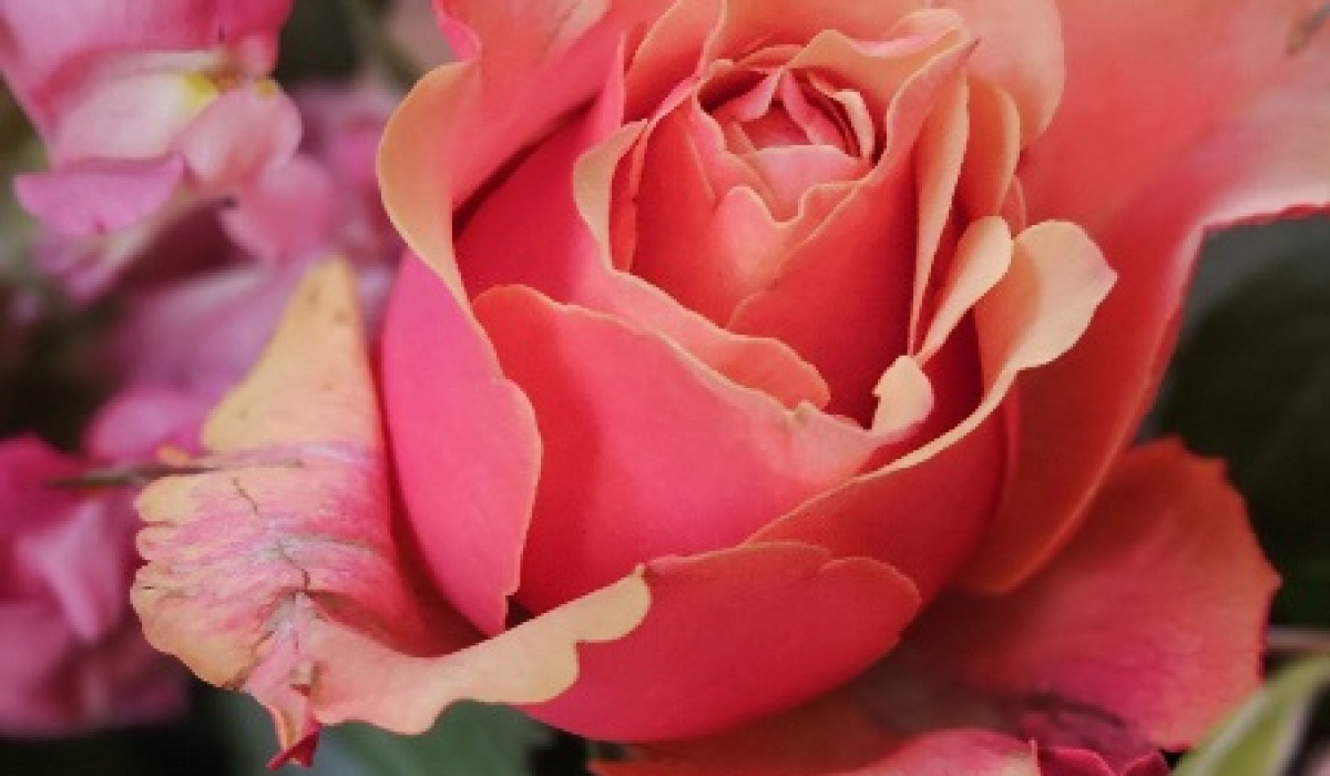 Ani's floral design | Hanham | Home