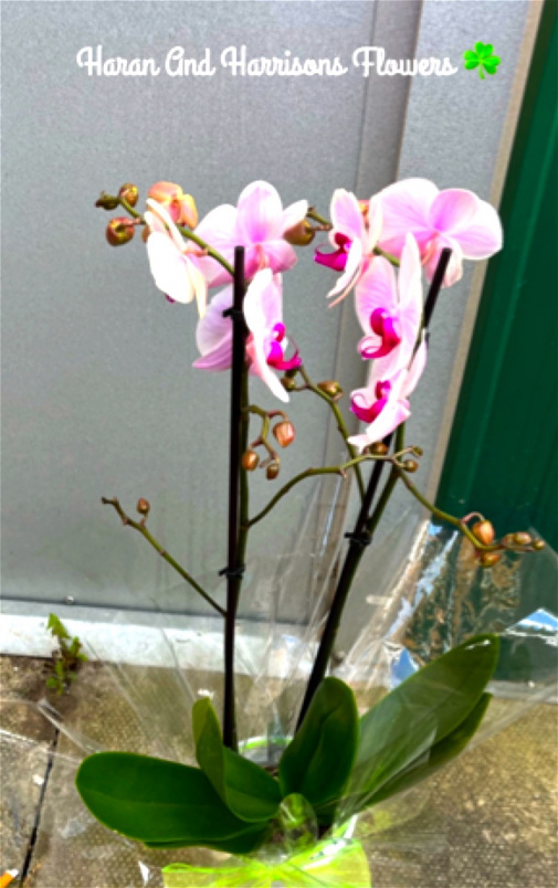 Planted Designs . | Dendrobium Orchid