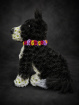 Funeral Flowers | Special Funeral Tributes | 2d border collie dog tribute