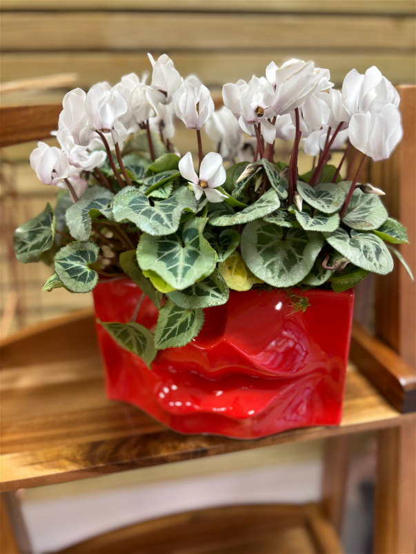 Arrangements | Plants | Cyclamen Planter