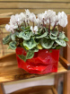 Arrangements | Bouquets | Gifts | Cyclamen Planter