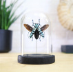 Curio’s & Oddities | Gifts | Asian Longhorn Beetle (Anoplophora Graafi) Bell Jar