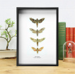 Curio’s & Oddities | Gifts | Hawk Moths Framed