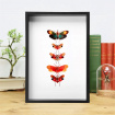 Curio’s & Oddities | Gifts | Lanternfly Collection Framed