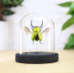 Curio’s & Oddities | Gifts | Saw Tooth Stag Beetle Taxidermy Bell Jar