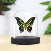 Curio’s & Oddities | Gifts | The Tailed Jay Butterfly Taxidermy Bell Jar