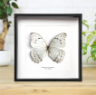 Curio’s & Oddities | Gifts | White Morpho Butterfly Taxidermy Box Framed