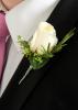 Tulipa Botanica Flowers | Weddings