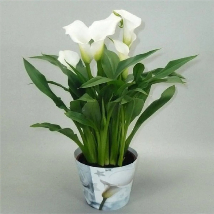 Plants | Peace lily plant