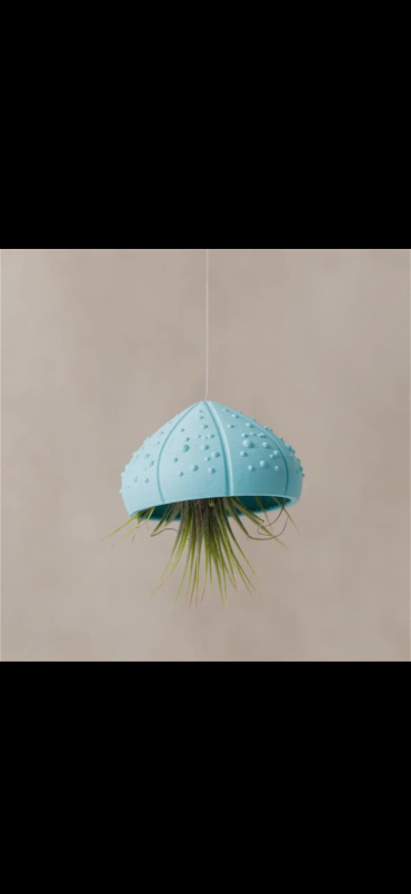 Gifts | sea shell holder & air plant