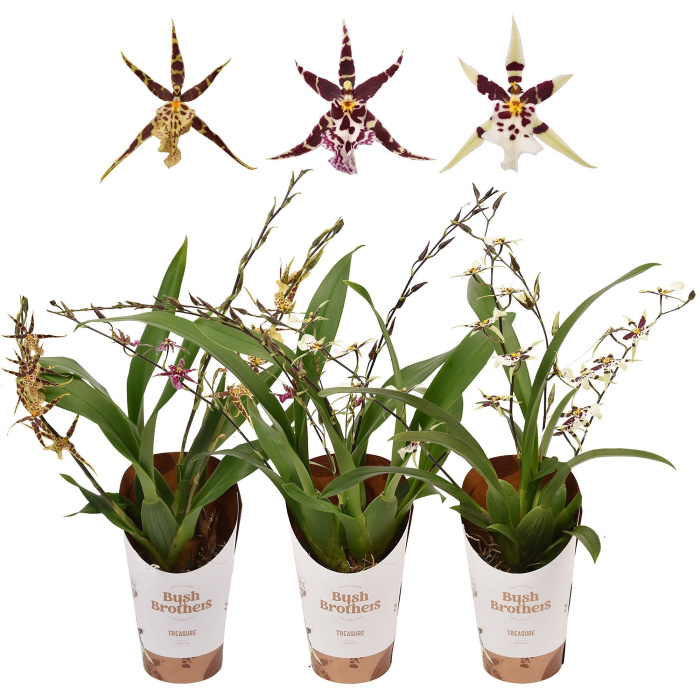 Plants | Brassia Gemengd