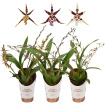 Gifts | Brassia Gemengd