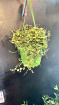 Gifts | Hanging plants - assorted