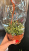 Gifts | Senecio herreianus - hanging plant