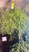 Gifts | Rhipsalis hanging plant