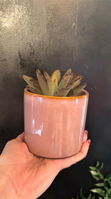 Plants | Cactus pot