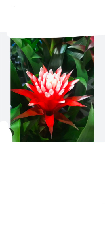 Gifts | Guz Fortuna plant - mix