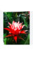 Gifts | Guz Fortuna plant - mix