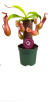 Gifts | Venus fly Trap