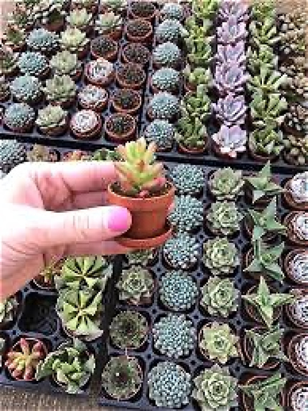 Gifts | Mini succulent mix