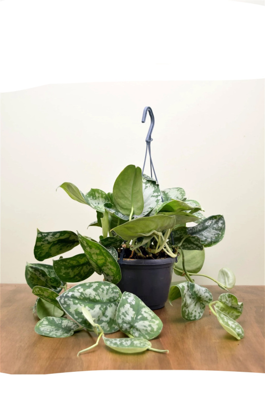 Gifts | Pictus trebie hanging plant