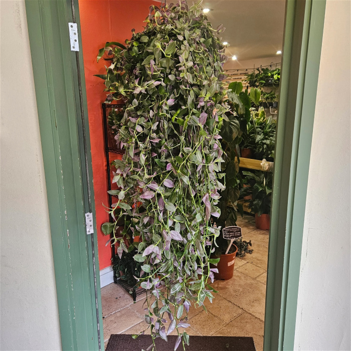 Gifts | Tradescantia Pink Hill