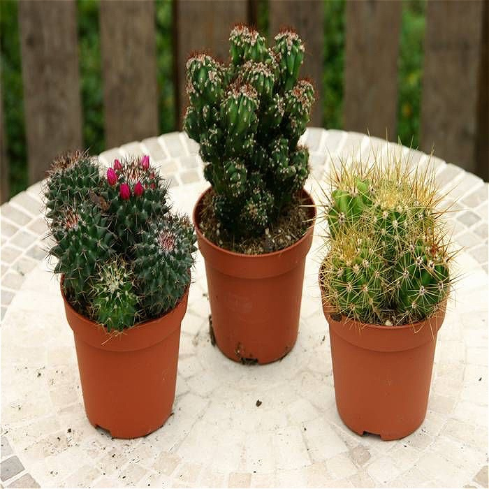 Gifts | Small cactus
