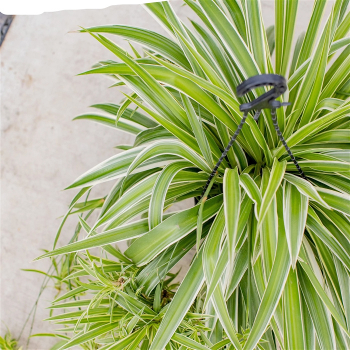 Gifts | Large hanging spider plant