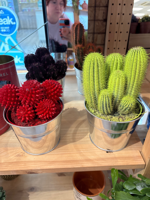 Gifts | Plants | Coloured cactus