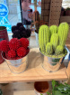 Gifts | Plants | Coloured cactus