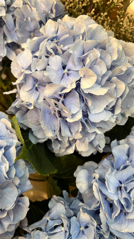Bouquets | Hydrangea bunch