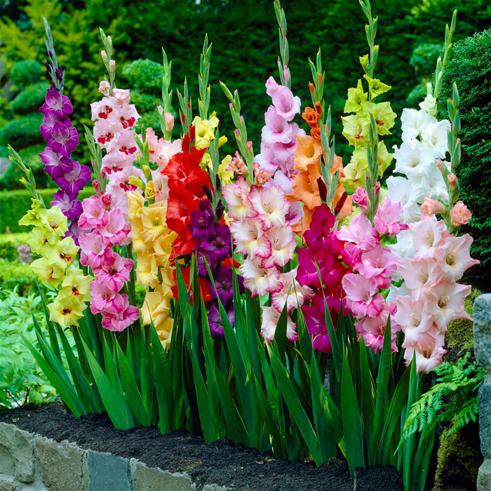 Bouquets | Gladioli bunch