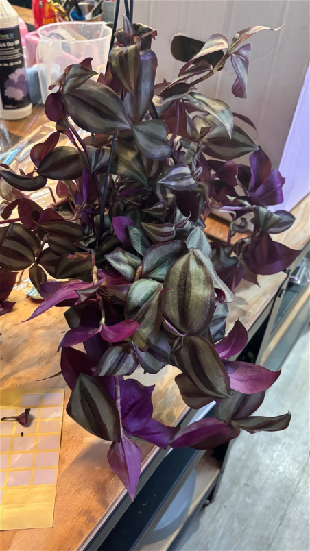 Gifts | Plants | Wandering Jew