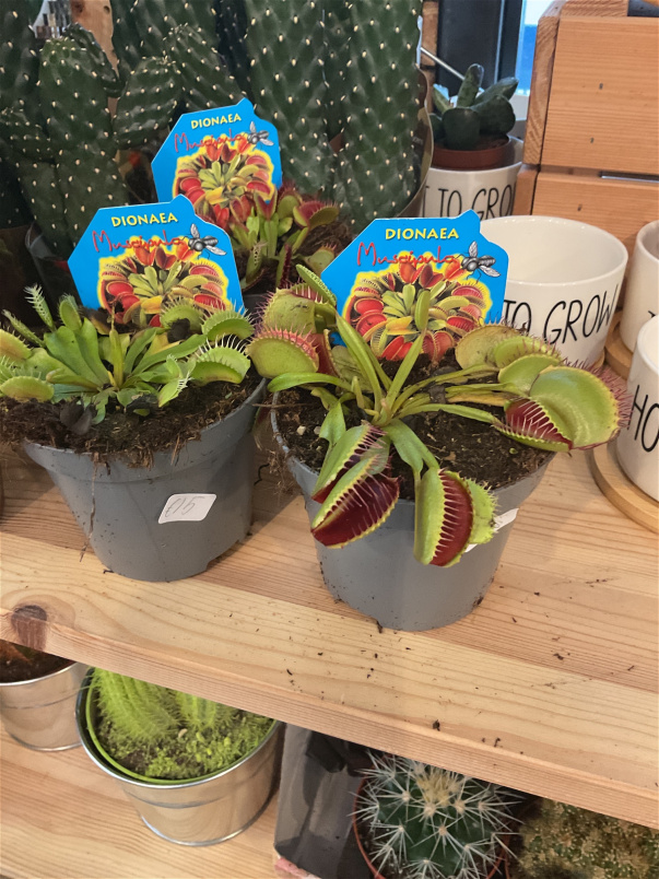 Plants | Venus fly trap