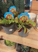 Plants | Venus fly trap