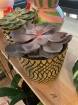 Gifts | Succulent pot