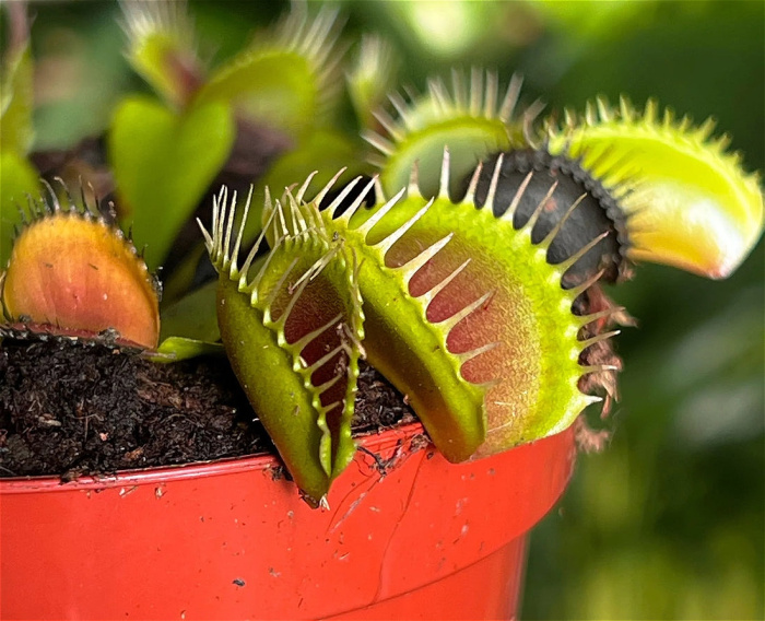 Plants | Venus fly trap