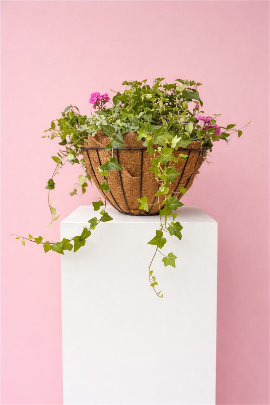 Plants | Hanging basket