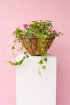 Plants | Hanging basket