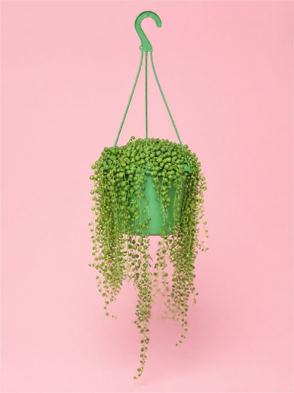 Plants | String of pearls