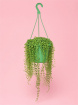 Plants | String of pearls