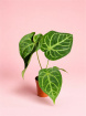 Plants | Anthurium