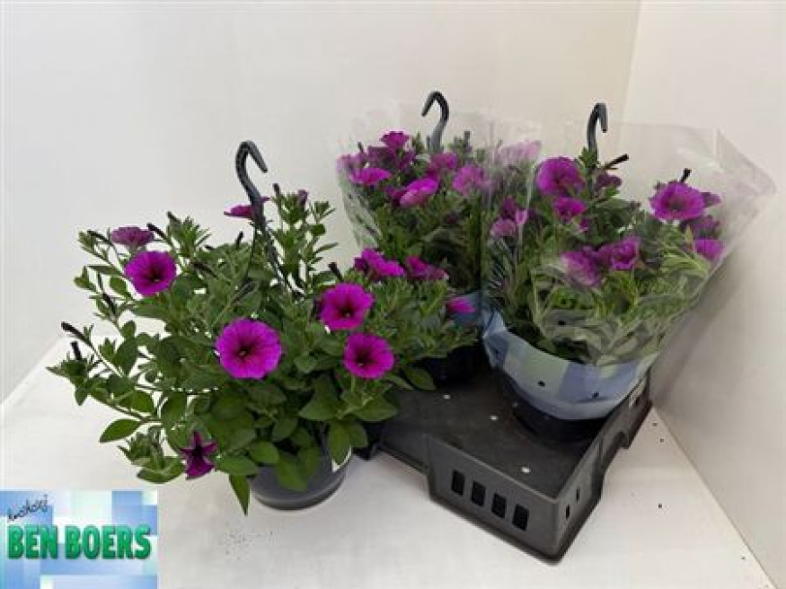The York Flower Shop | York | Fresh stock