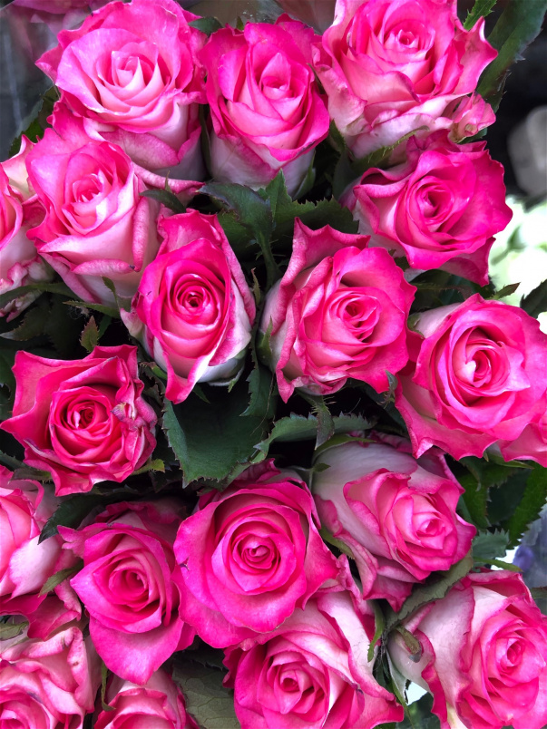 Shop By Flower Type | Box of Roses