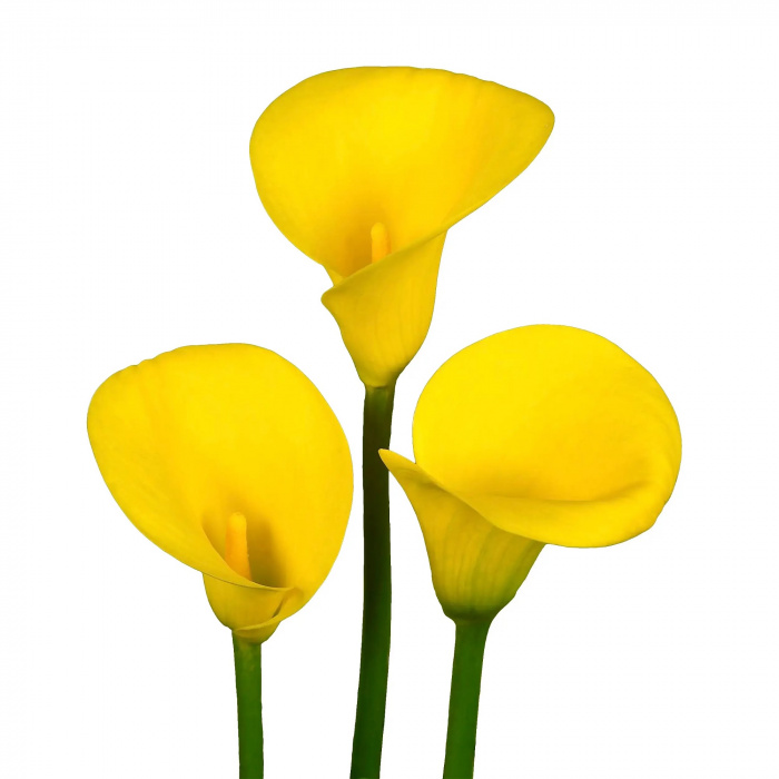 Shop By Colour | Assorted Yellow Boxes