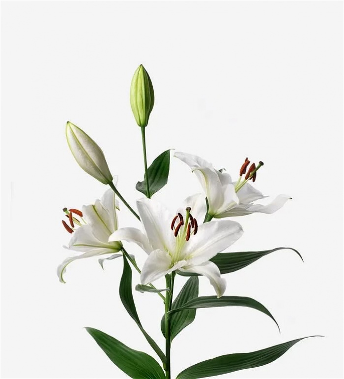 Shop By Flower Type | Box Of Lilies