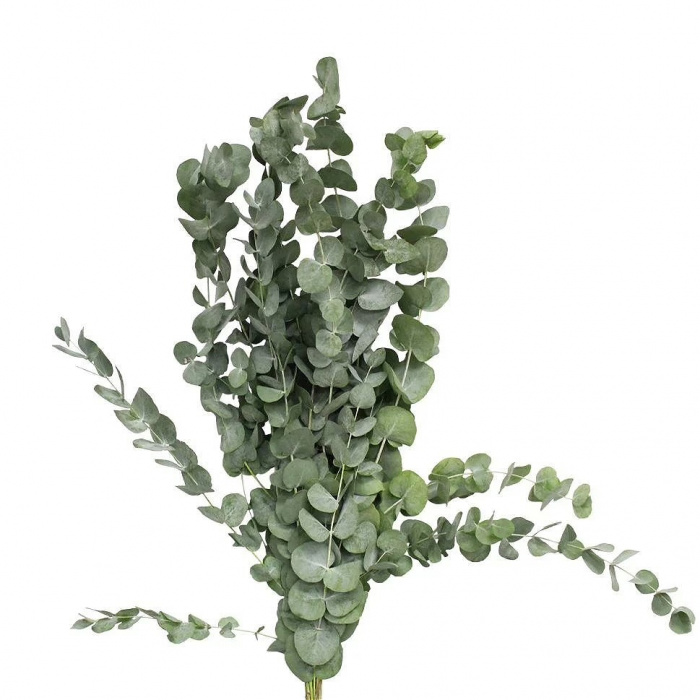 Greenery Boxes | Box Of Eucalyptus
