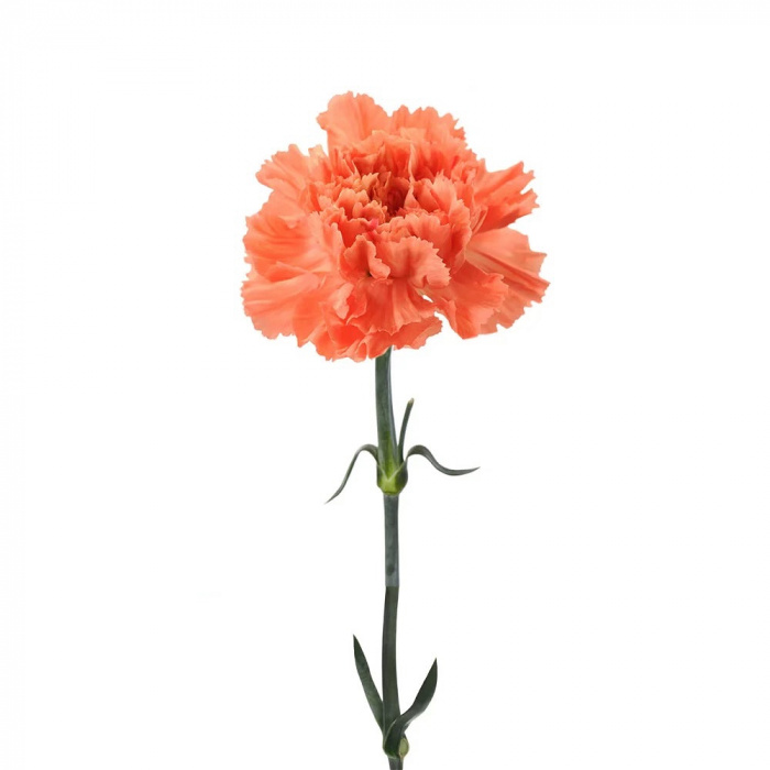 Shop By Flower Type | Box of Carnations